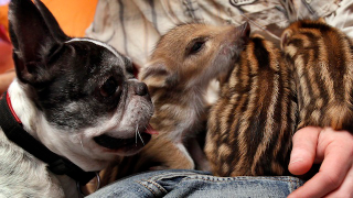 Illustration for article titled Oh God This Bulldog Adopted Piglets